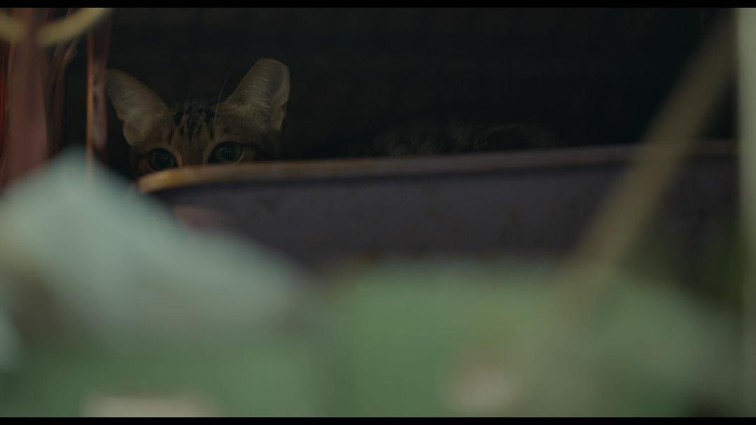 《沦落人》剧照第60张图片