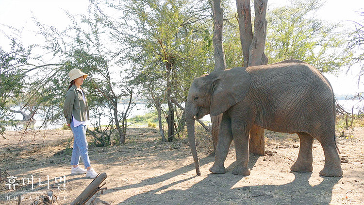 《人类-动物》海报第52张图片