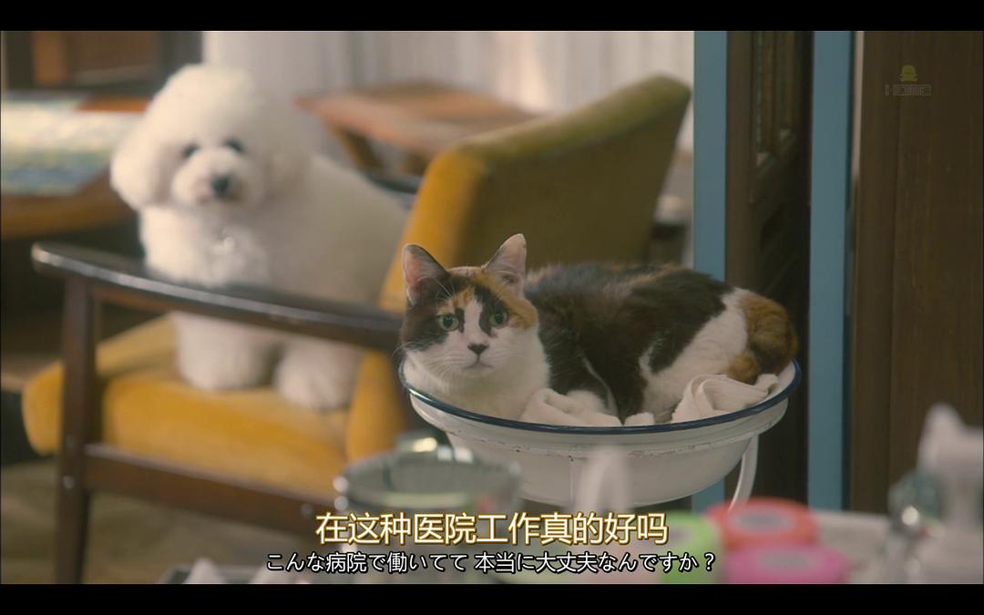 《我与尾巴与神乐坂》剧照