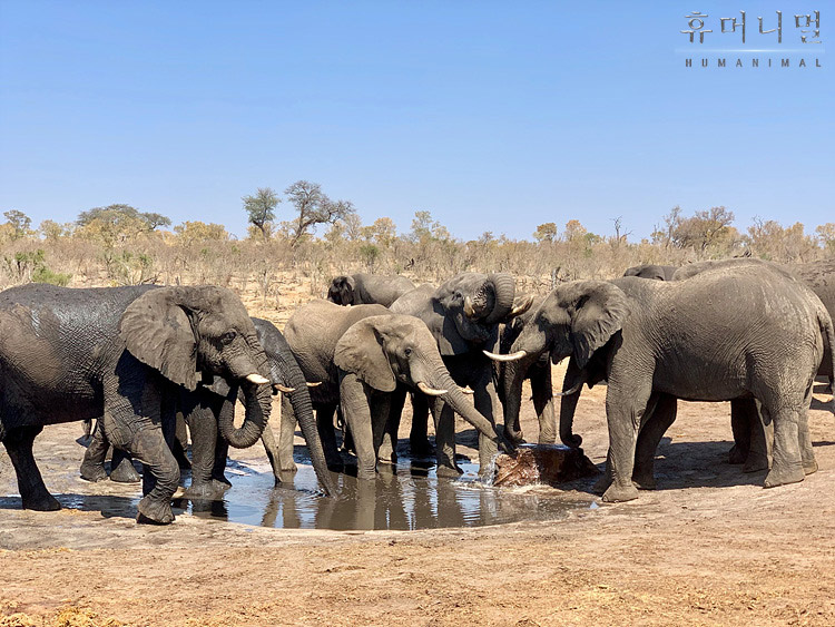 《人类-动物》海报第51张图片